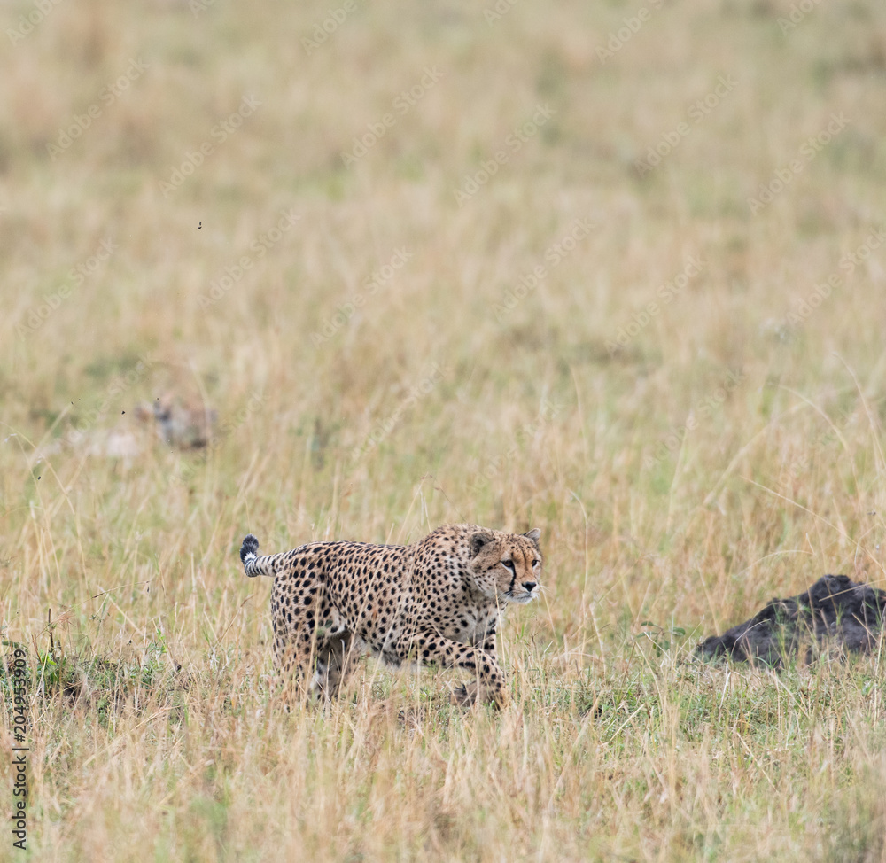 Cheetah in Masai Mara Game Reserve, Kenya Cheetah in Masai Mara Game Reserve, Kenya