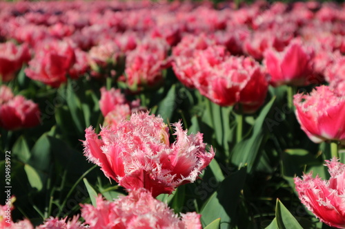 Red tulip flowers in Keukenhof park  Netherlands