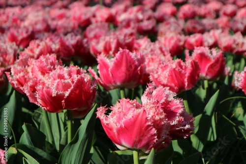 Fototapeta Naklejka Na Ścianę i Meble -  Red tulip flowers in Keukenhof park, Netherlands