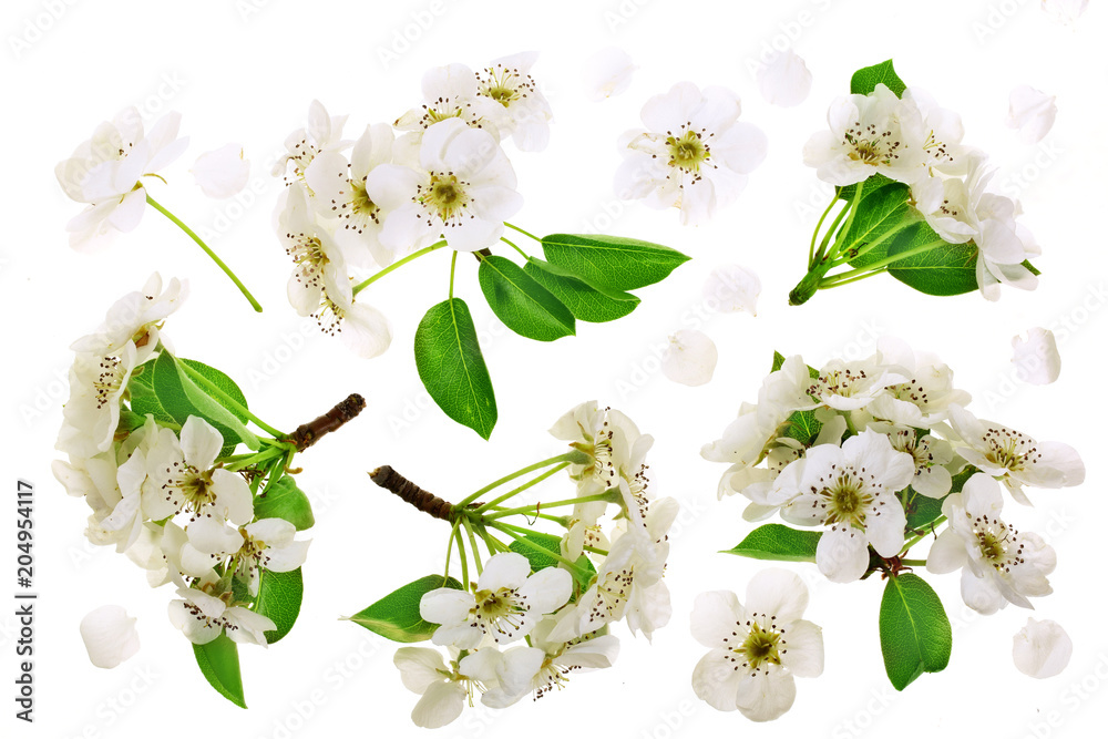 Fototapeta premium Branch with pear flowers isolated on white background. Top view. Flat lay. Set or collection