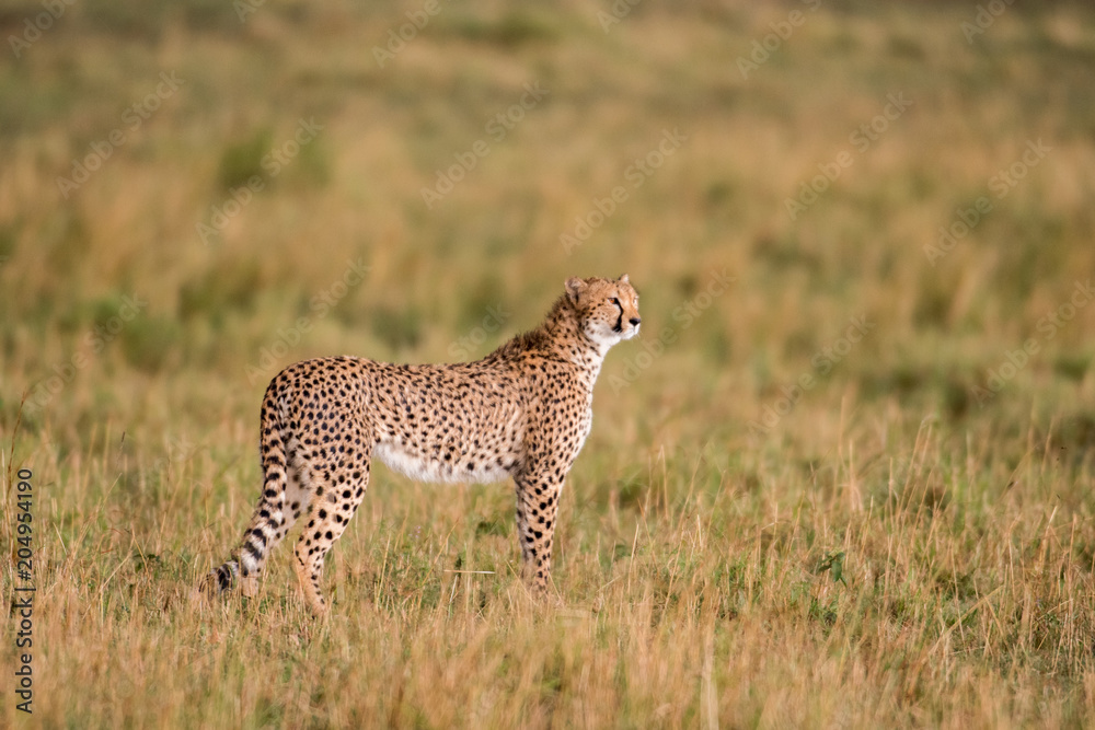 Cheetah in Masai Mara Game Reserve, Kenya Cheetah in Masai Mara Game Reserve, Kenya
