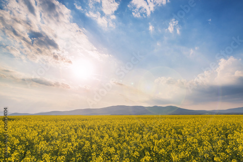 Idyllic landscape with rapeseed field on a sunset