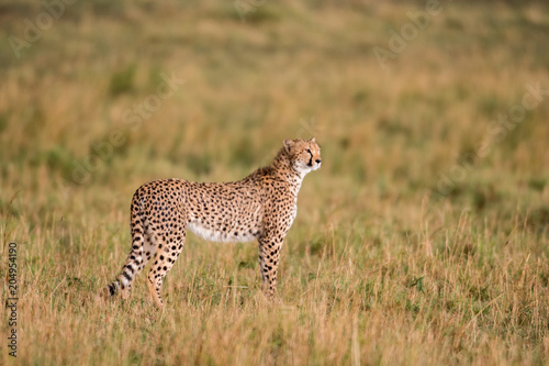 Cheetah in Masai Mara Game Reserve, Kenya