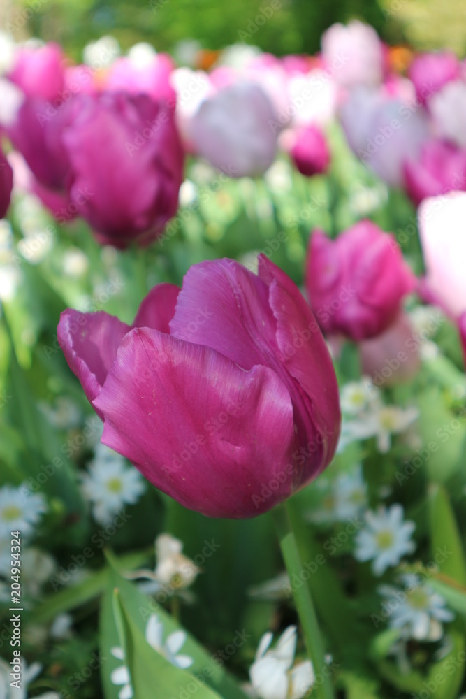 Red tulip flowers in Keukenhof park, Netherlands Red tulip flowers in Keukenhof park, Netherlands