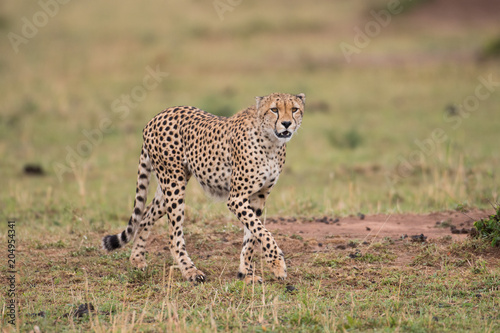 cheetah hunting