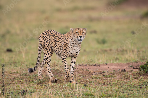 cheetah hunting