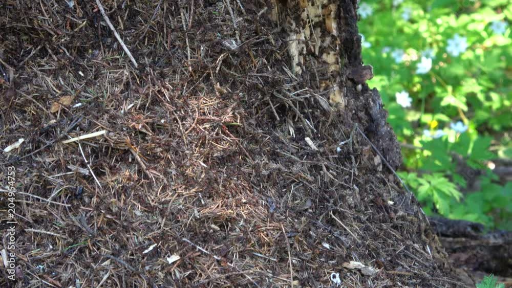 The ants in the anthill, spring day The ants in the anthill, spring day