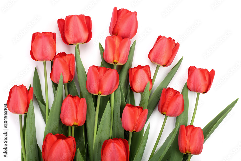 red tulips isolated on white background. Top view. Flat lay pattern red tulips isolated on white background. Top view. Flat lay pattern