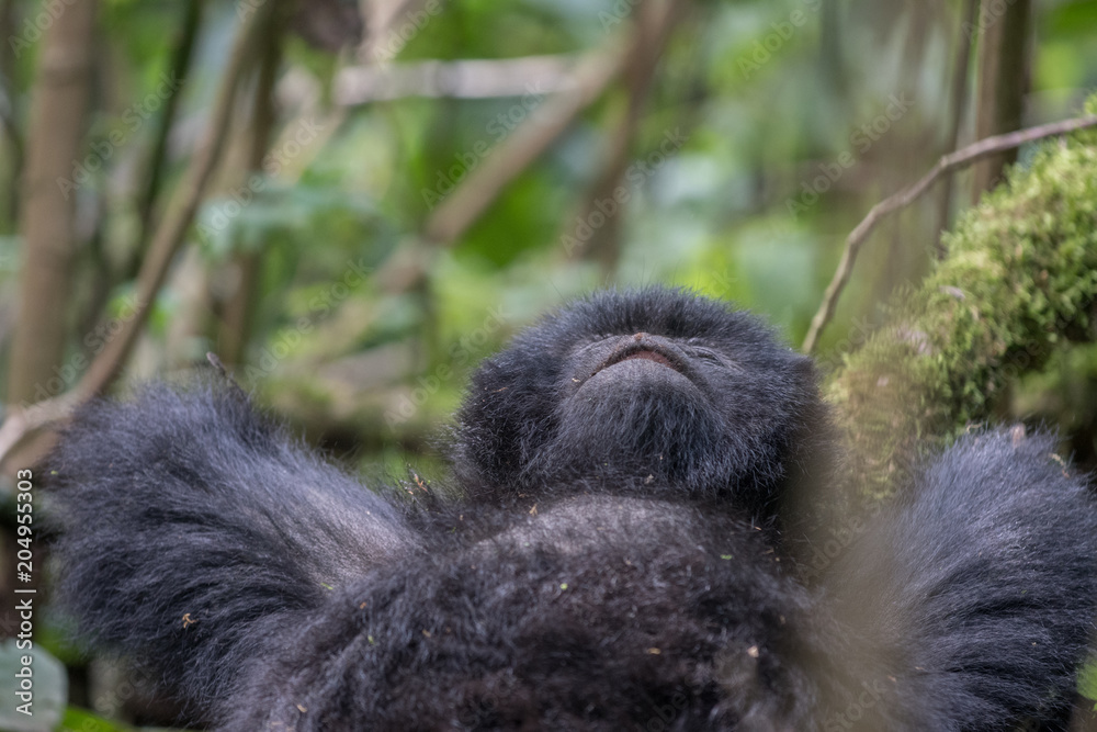 Obraz premium Mountain gorilla resting