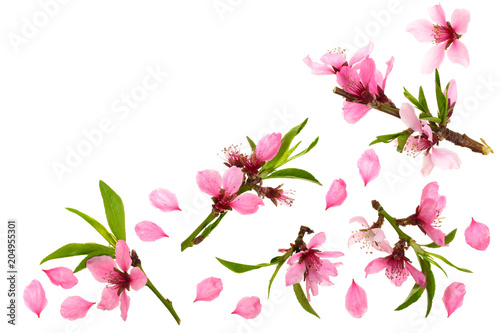 Cherry blossom  sakura flowers isolated on white background with copy space for your text. Top view. Flat lay pattern