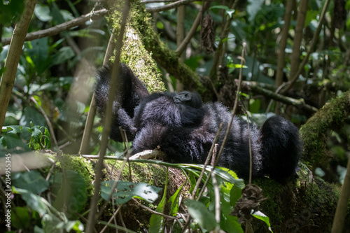 Mountain gorilla resting © Tony Campbell