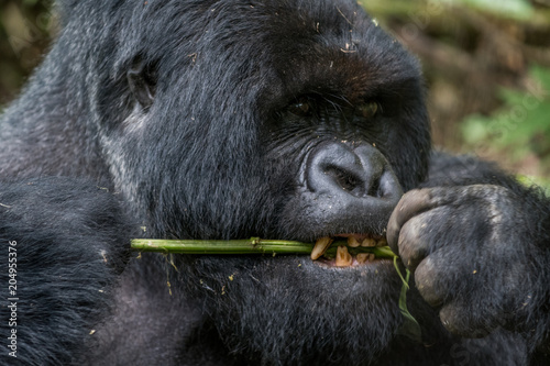 Portrait of mountain gorilla