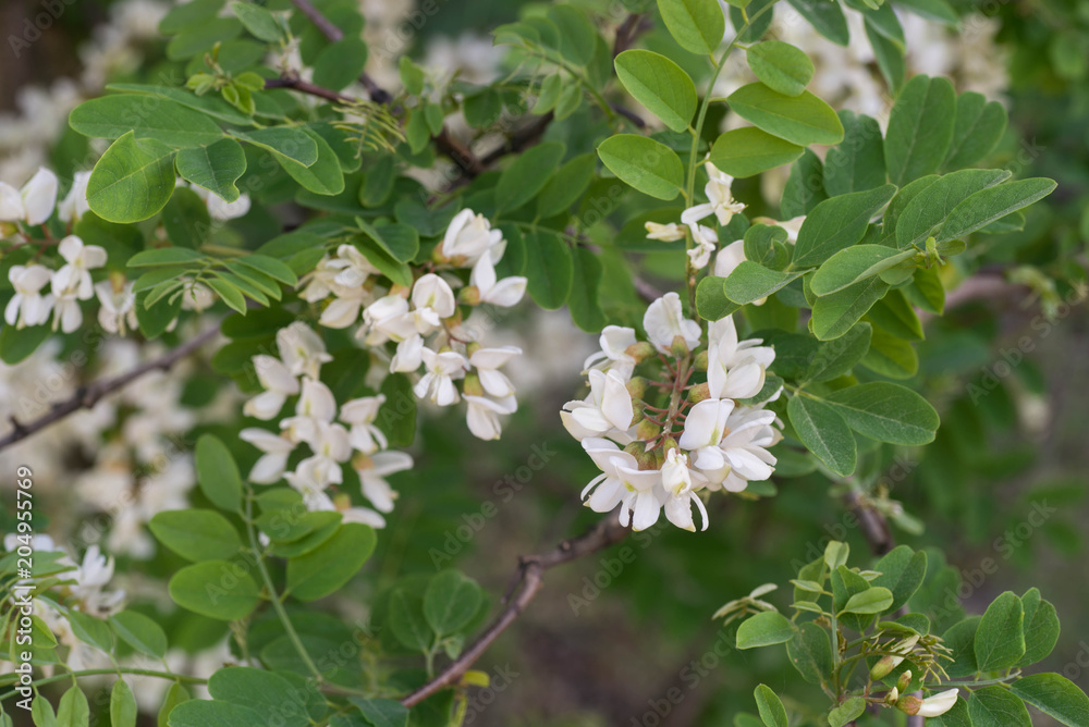 Robinia pseudoacacia, black locust flowers closeup Robinia pseudoacacia, black locust flowers closeup
