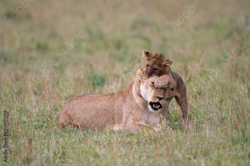 Lioness and cub playing
