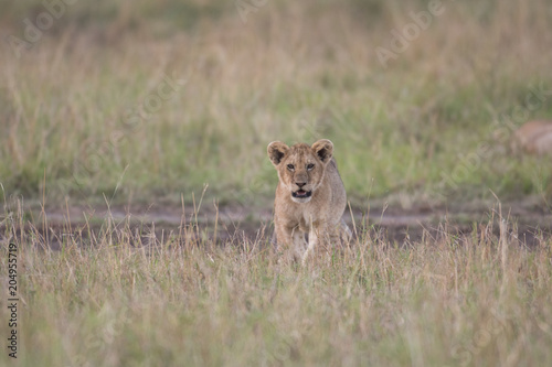 Fototapeta Naklejka Na Ścianę i Meble -  Lion cub in Masai Mara