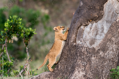 Fototapeta Naklejka Na Ścianę i Meble -  Lion cub climbing a tree