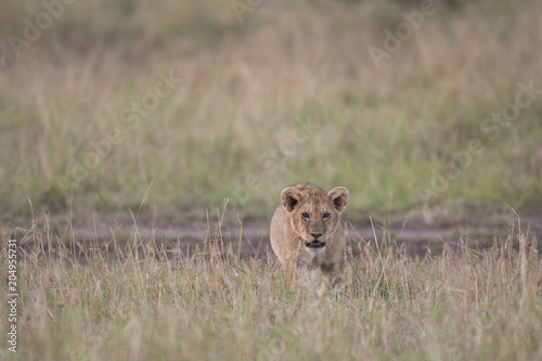 Fototapeta Naklejka Na Ścianę i Meble -  Lion cub in Masai Mara