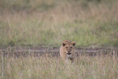 Fototapeta Naklejka Na Ścianę i Meble -  Lion cub in Masai Mara
