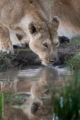 Fototapeta Naklejka Na Ścianę i Meble -  female lion getting a drink