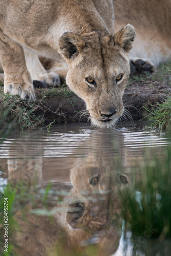 Fototapeta Naklejka Na Ścianę i Meble -  female lion getting a drink