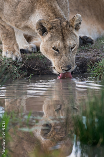 Fototapeta Naklejka Na Ścianę i Meble -  female lion getting a drink