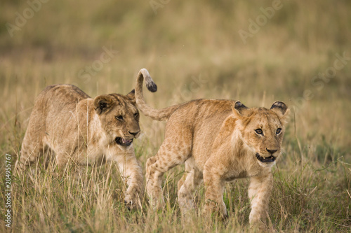 Fototapeta Naklejka Na Ścianę i Meble -  Lion cubs in Masa Mara