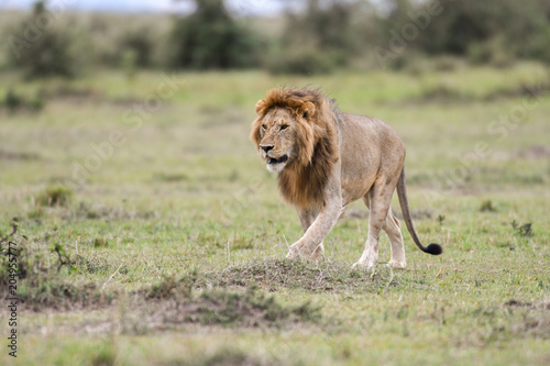 Fototapeta Naklejka Na Ścianę i Meble -  Male African lion in Masai Mara, Kenya