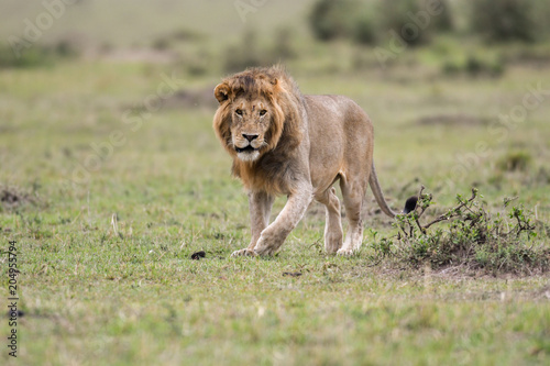 Fototapeta Naklejka Na Ścianę i Meble -  Male African lion in Masai Mara, Kenya