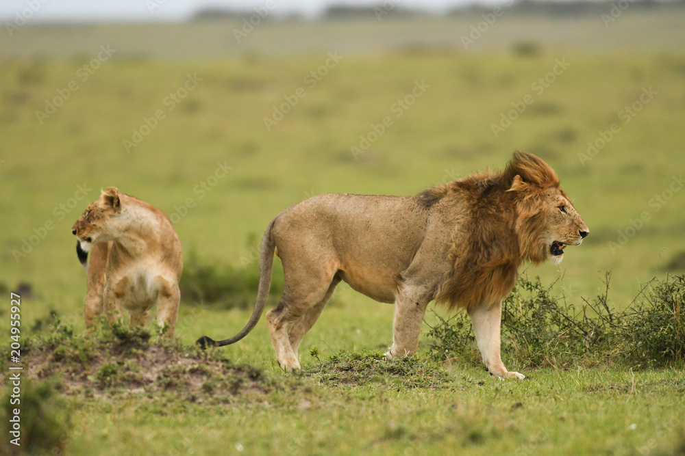 Male and female African lion in Masai Mara, Kenya Male and female African lion in Masai Mara, Kenya