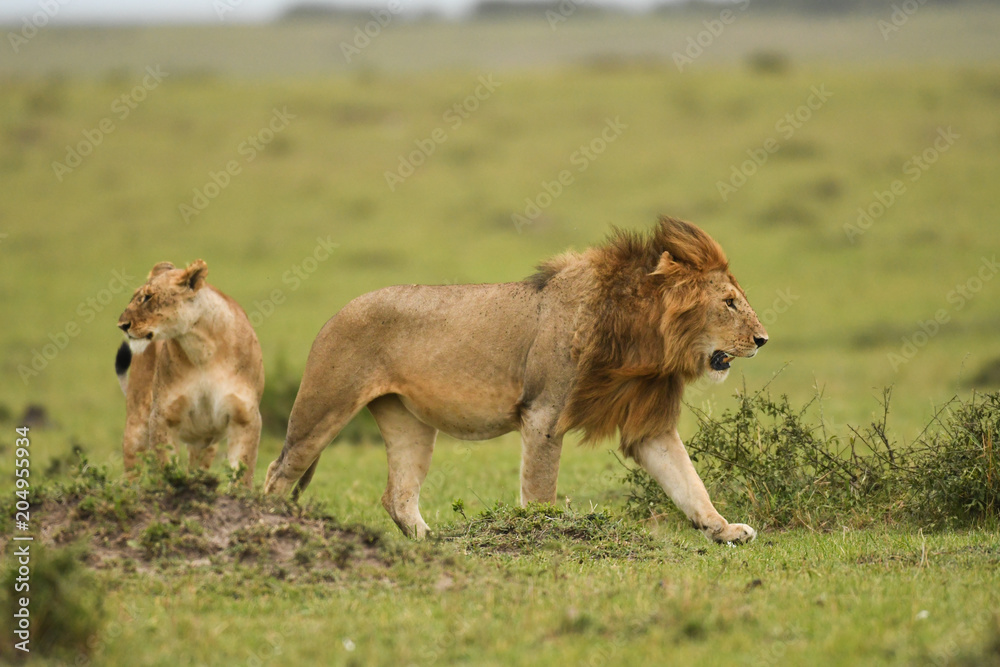 Male and female African lion in Masai Mara, Kenya Male and female African lion in Masai Mara, Kenya