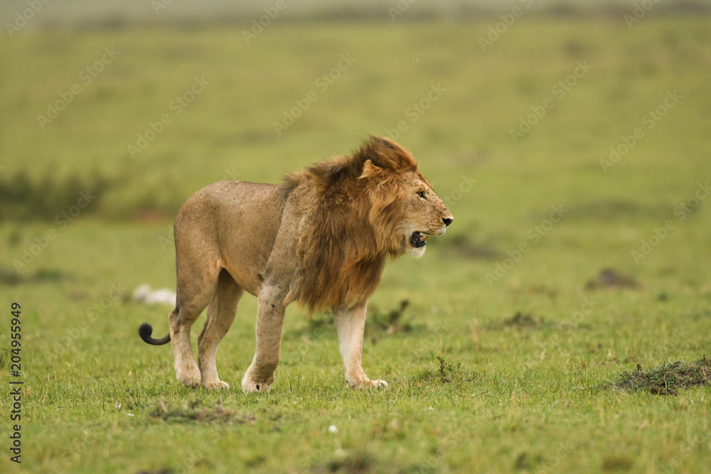 Male African lion in Masai Mara, Kenya Male African lion in Masai Mara, Kenya