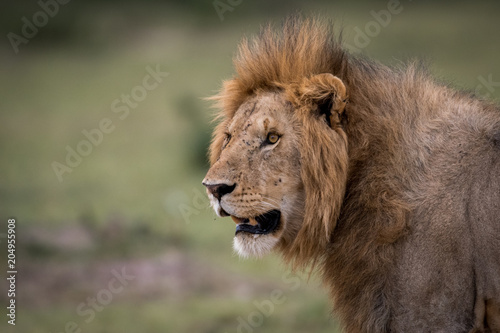 Male African lion in Masai Mara  Kenya