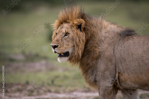 Fototapeta Naklejka Na Ścianę i Meble -  Male African lion in Masai Mara, Kenya