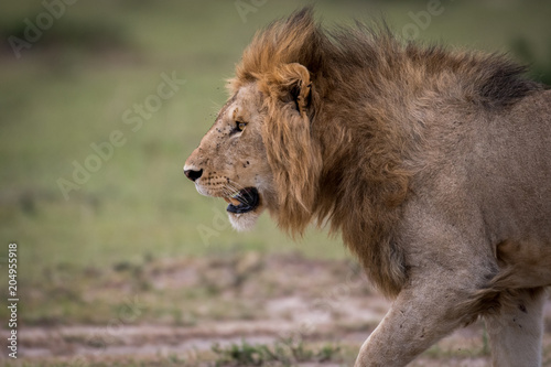 Fototapeta Naklejka Na Ścianę i Meble -  Male African lion in Masai Mara, Kenya