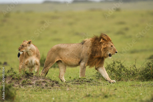 Fototapeta Naklejka Na Ścianę i Meble -  Male and female African lion in Masai Mara, Kenya