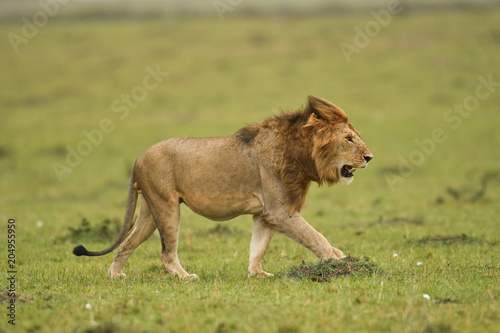 Fototapeta Naklejka Na Ścianę i Meble -  Male African lion in Masai Mara, Kenya