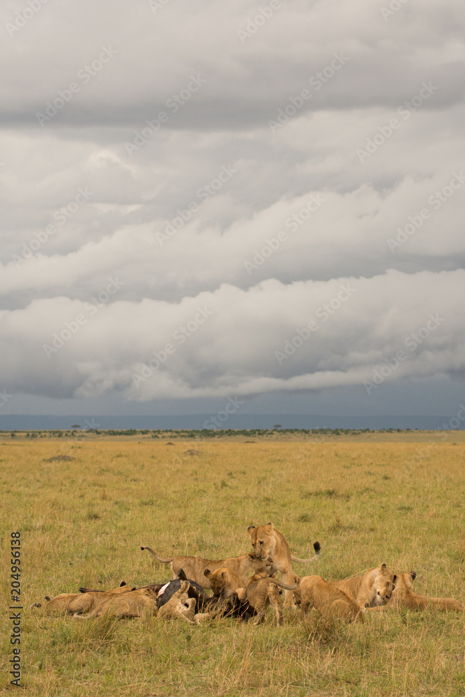 Fototapeta premium Lion pride feeding