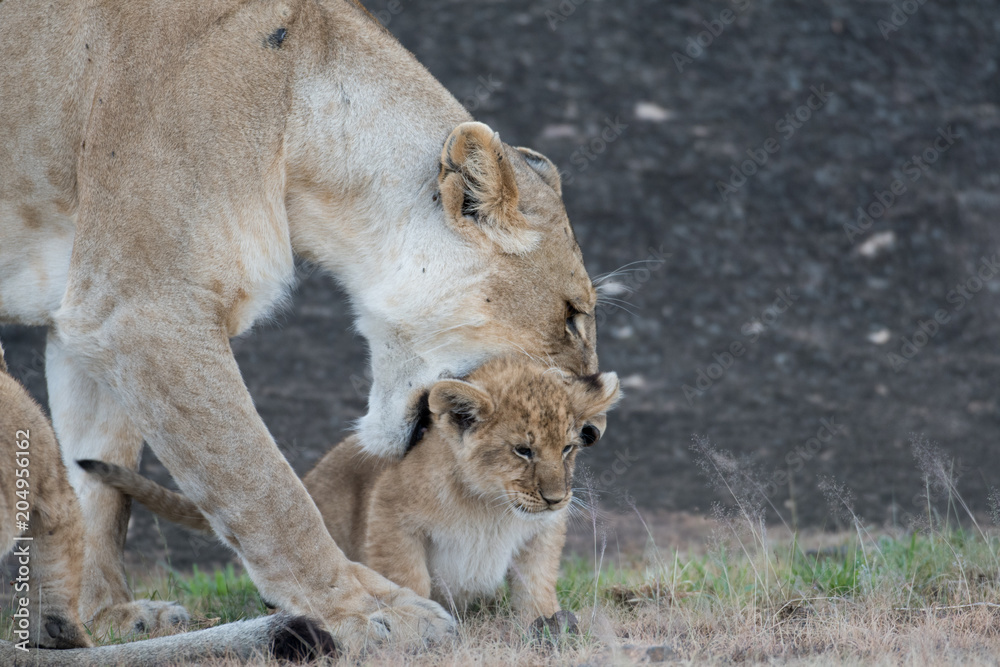 Fototapeta premium Lioness picking up cub