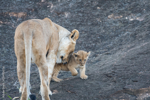 Fototapeta Naklejka Na Ścianę i Meble -  Female lion in Masai Mara, Kenya