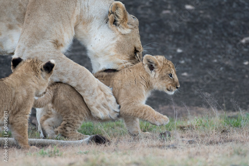 Lioness picking up cub