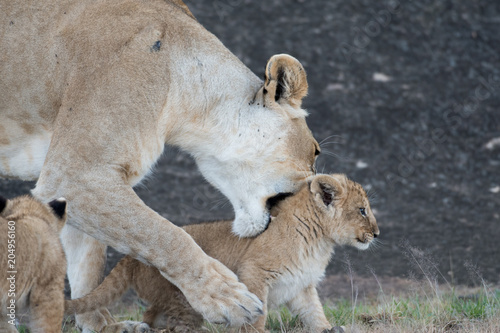 Fototapeta Naklejka Na Ścianę i Meble -  Lioness picking up cub