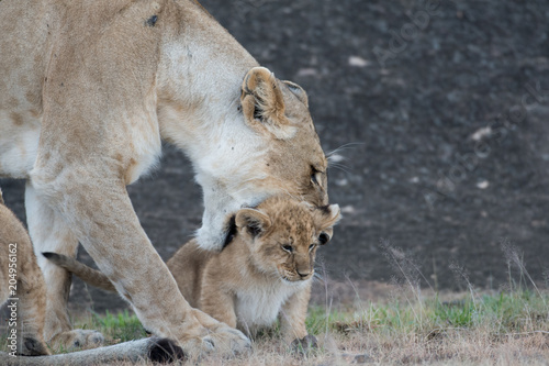 Fototapeta Naklejka Na Ścianę i Meble -  Lioness picking up cub