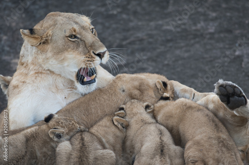 Fototapeta Naklejka Na Ścianę i Meble -  Lioness nursing its cubs