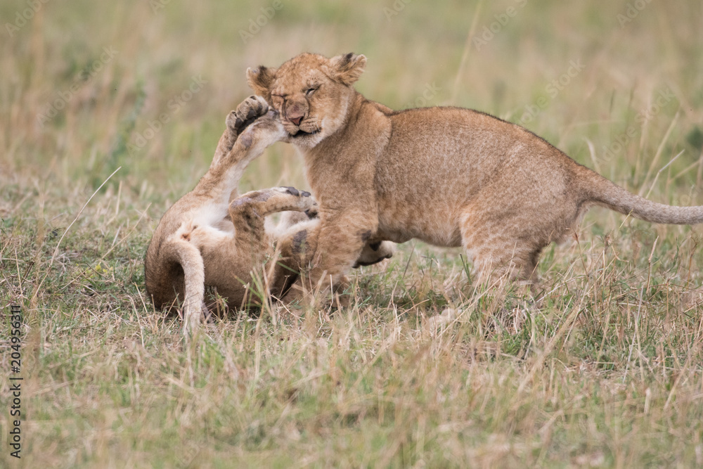 Obraz premium Two lion cubs playing