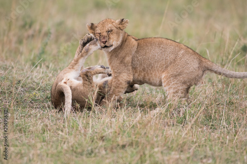 Fototapeta Naklejka Na Ścianę i Meble -  Two lion cubs playing