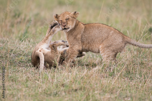 Two lion cubs playing