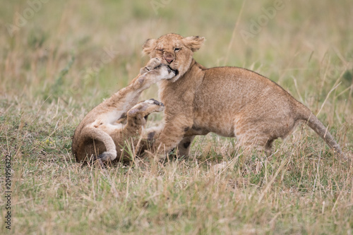 Fototapeta Naklejka Na Ścianę i Meble -  Two lion cubs playing