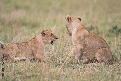 Fototapeta Naklejka Na Ścianę i Meble -  Two lion cubs playing