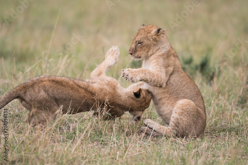 Fototapeta Naklejka Na Ścianę i Meble -  Two lion cubs playing