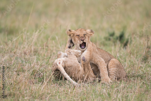 Fototapeta Naklejka Na Ścianę i Meble -  Two lion cubs playing